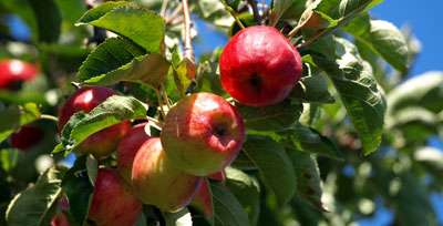 Äpfel für Apfelschnaps